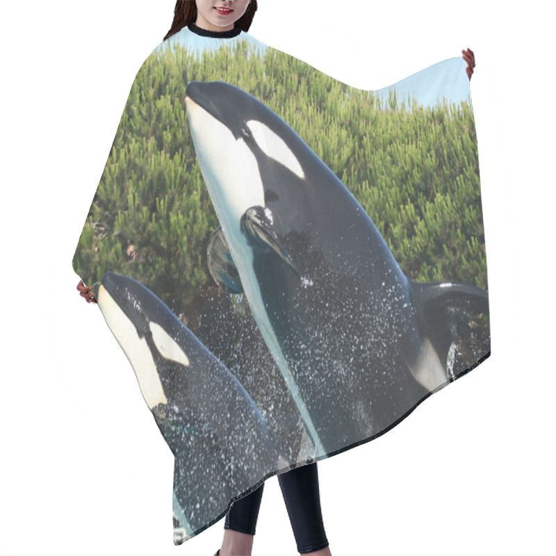 Personality  A Mother And Calf Orca Breach Together Hair Cutting Cape