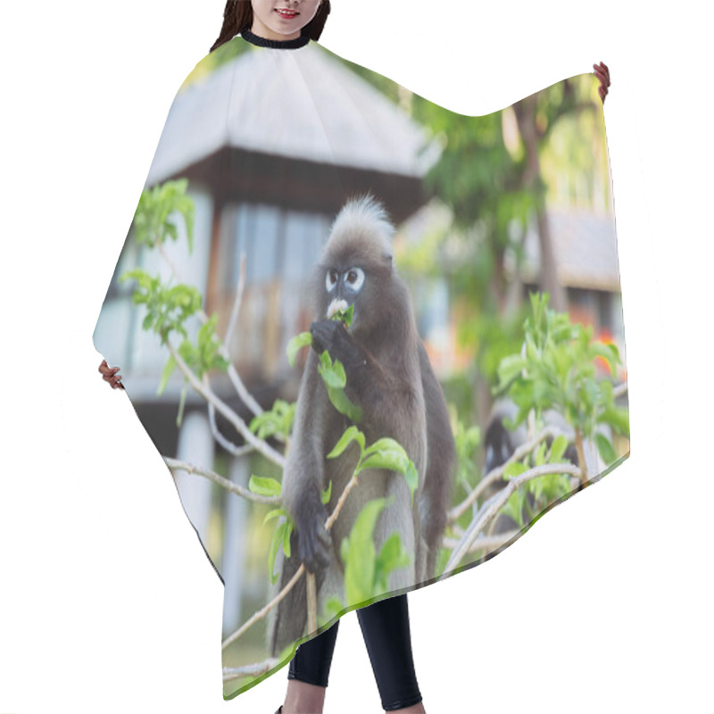 Personality  The Grey Langur Monkey Quietly Forages For Leaves In A Vibrant Green Environment, Surrounded By The Lush Tropical Foliage And A Modern Wooden Building In The Background. Hair Cutting Cape