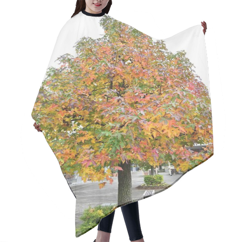 Personality  American Sweetgum (Liquidambar Styraciflua) Autumn Leaves. Altingiaceae Deciduous Tree Native To North America. Its Vivid Autumn Leaves Make It A Popular Street Tree. Hair Cutting Cape