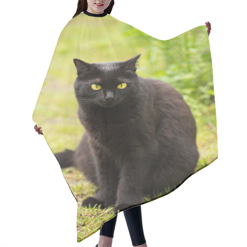 Personality  Beautiful Bombay Black Cat With Yellow Eyes. Cat Sit Outdoors In Nature In Autumn Garden Hair Cutting Cape