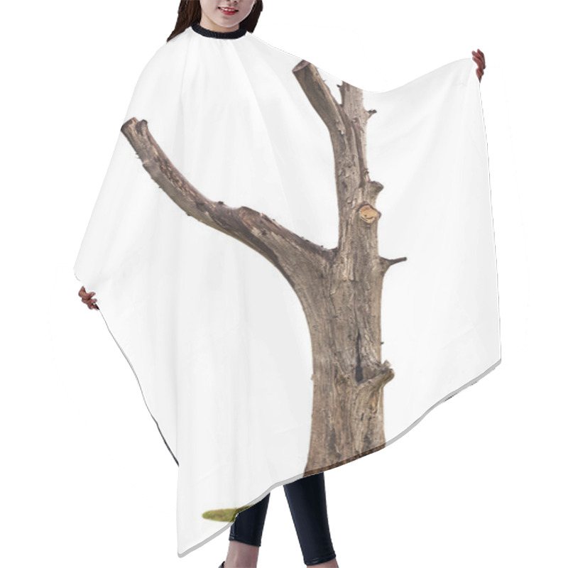 Personality  Tree On White Background Hair Cutting Cape