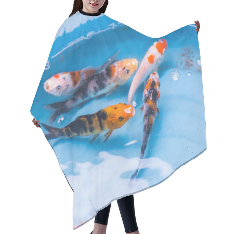 Personality  Beautiful Goldfishes In Pond Foe Sale  Hair Cutting Cape