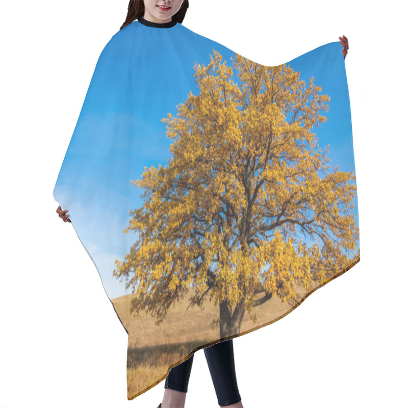 Personality  Autumn Photo, Lonely Oak Against The Background Of A Beautiful S Hair Cutting Cape