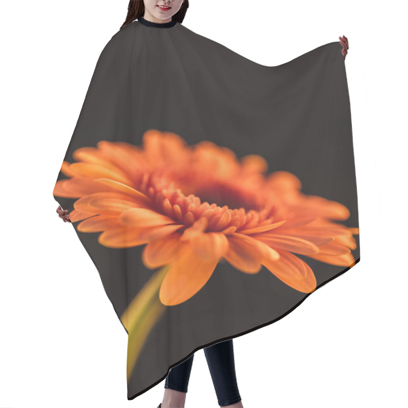 Personality  Close Up Of Orange Blooming Gerbera Flower, Isolated On Black Hair Cutting Cape