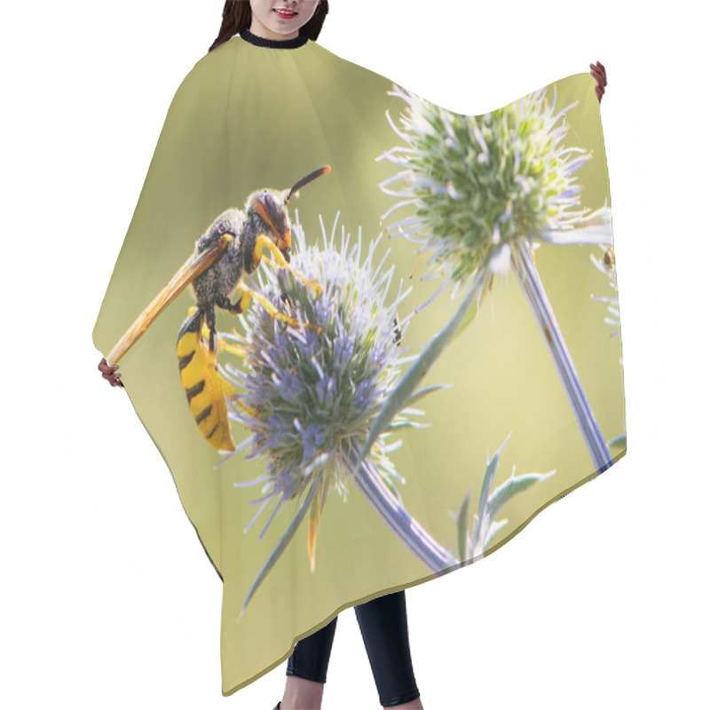 Personality  Wasp Sitting On A Field Plant. Wasp. A Small Wasp Sits On A Flower Of A Blue Thorny Plant. Prickly Eryngium Caeruleum, Yellow-bellied Wasp, Blurred Background, Close-up Hair Cutting Cape