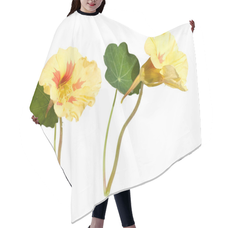 Personality  Yellow And Orange Nasturtium Flowers Isolated On White Hair Cutting Cape