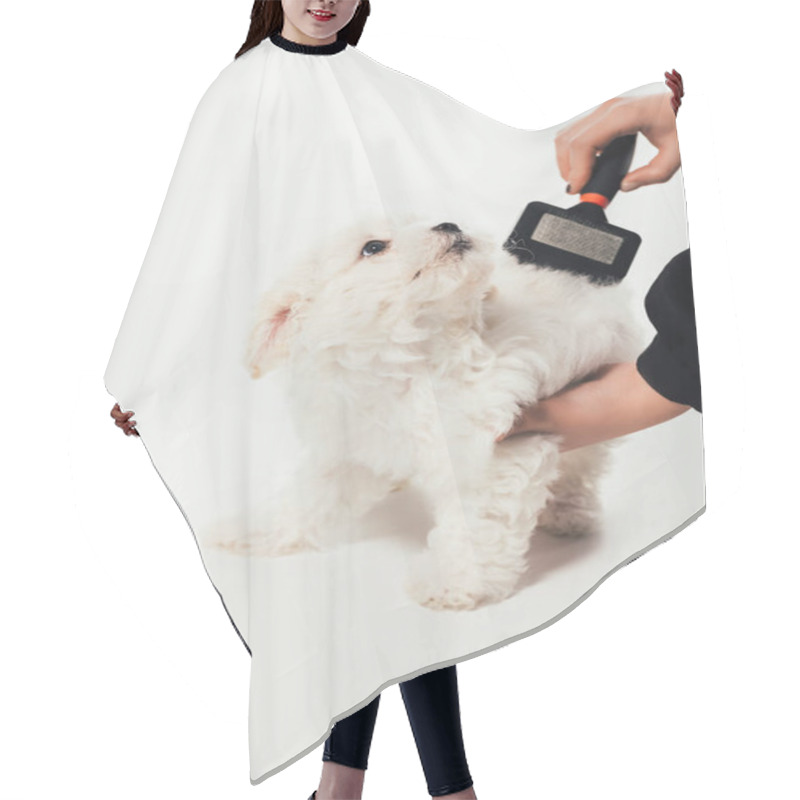 Personality  Cropped View Of Woman Brushing Hair Of Havanese Puppy On White Background  Hair Cutting Cape