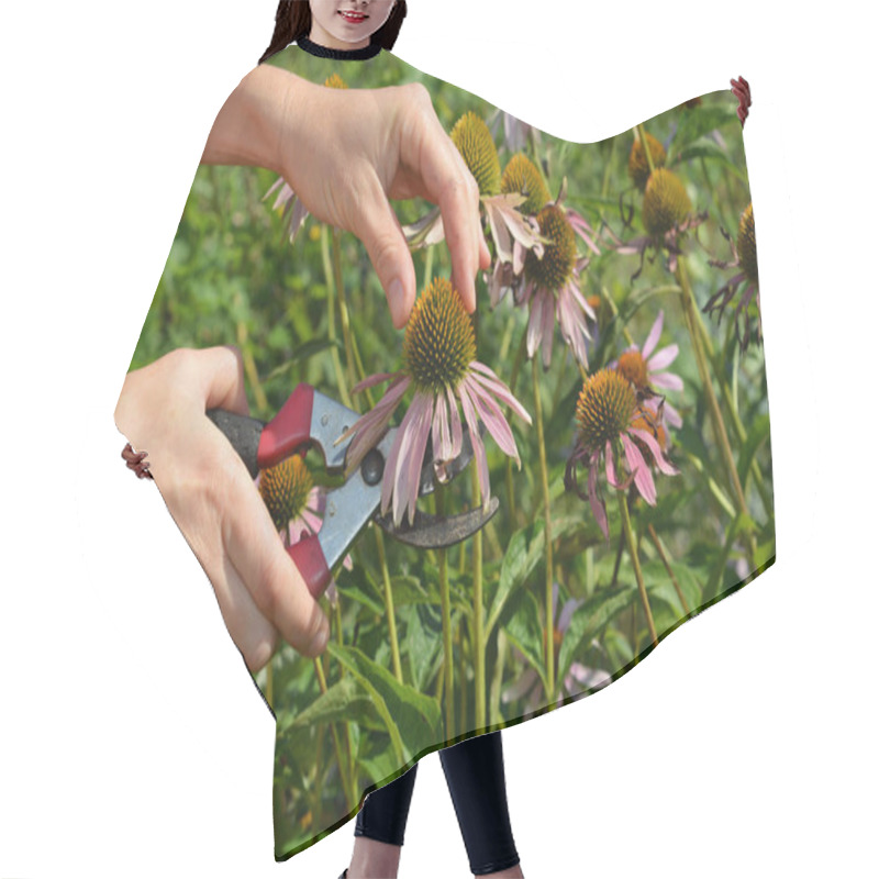 Personality  Gardener Cut Echinacea Purpurea Herb For Tea. Harvesting Echinacea Purpurea Flowers.  Hair Cutting Cape