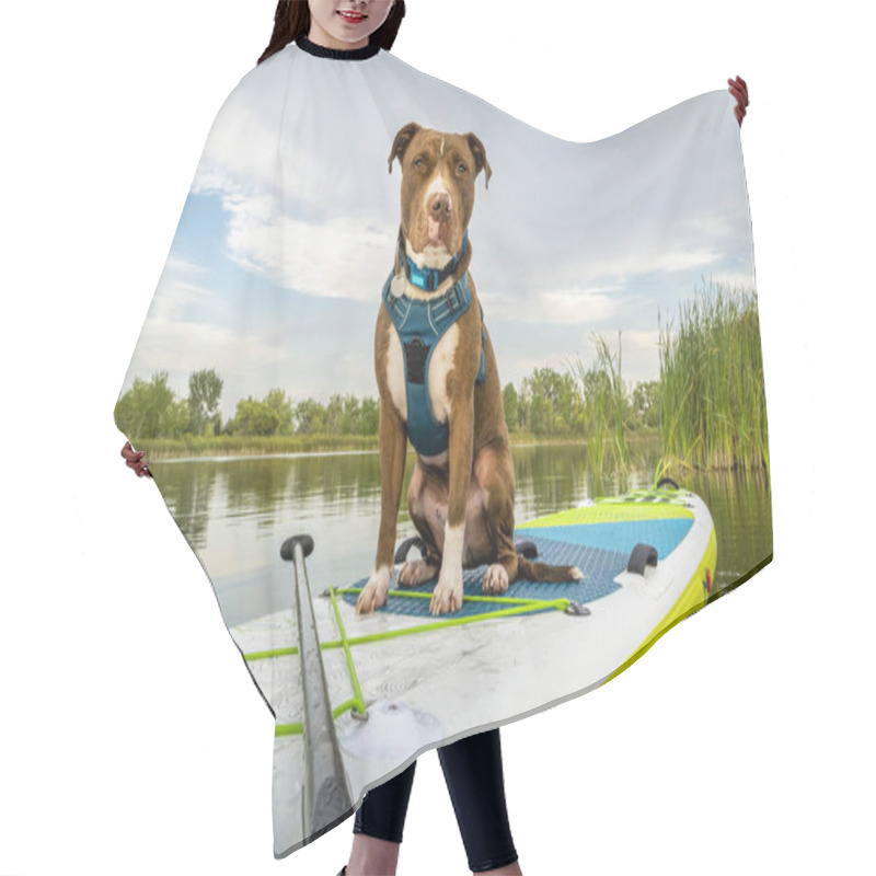 Personality  Pit Bull Dog On Stand Up Paddleboard Hair Cutting Cape