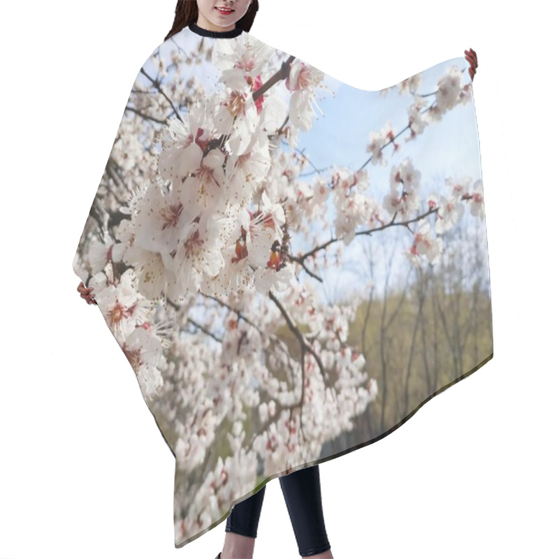 Personality  View Of Cherry Branches With White Blooming Flowers In Spring Park  Hair Cutting Cape