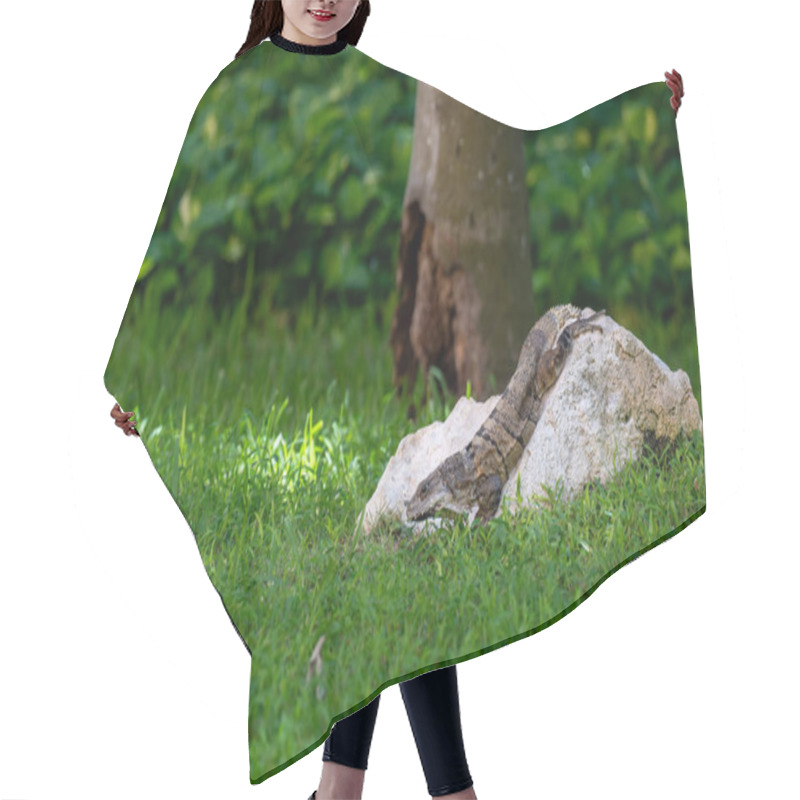 Personality  A Green Iguana Lies Gracefully In A Lush Setting, Showcasing Nature's Perfect Camouflage. Hair Cutting Cape