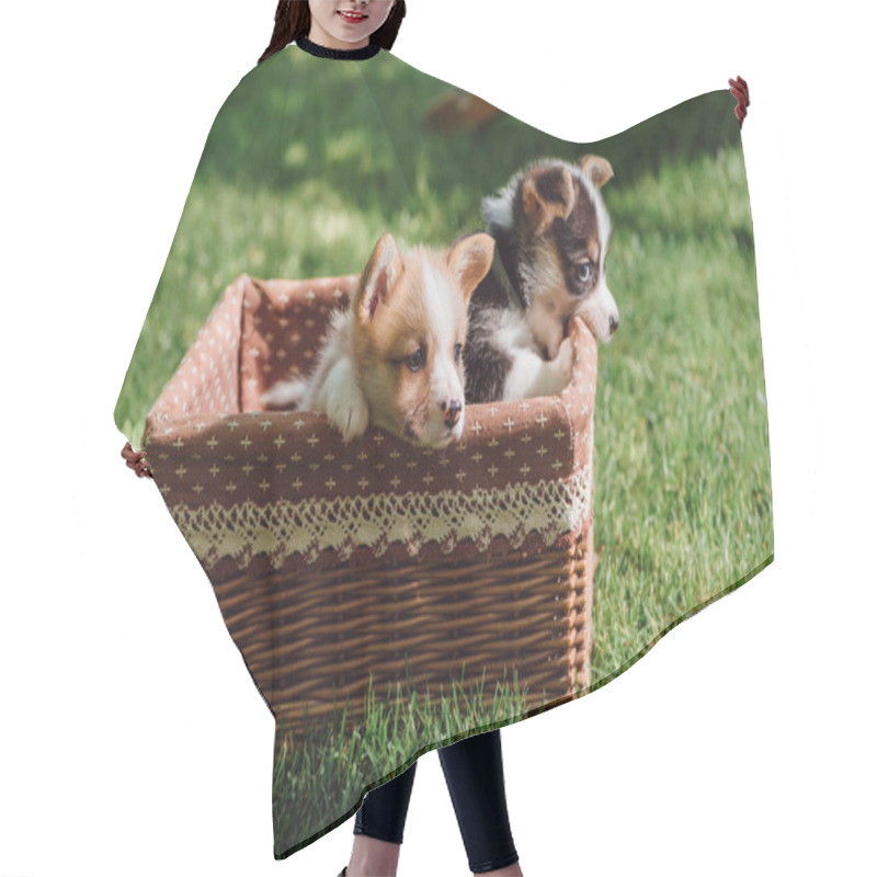 Personality  Cute Fluffy Welsh Corgi Puppies In Wicker Box On Green Grassy Lawn At Sunny Day Hair Cutting Cape