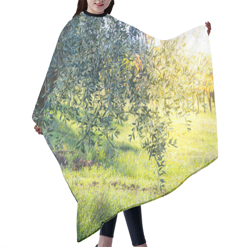 Personality  Beautiful Sunrise Landscape Of Olive Trees Plantation Hair Cutting Cape