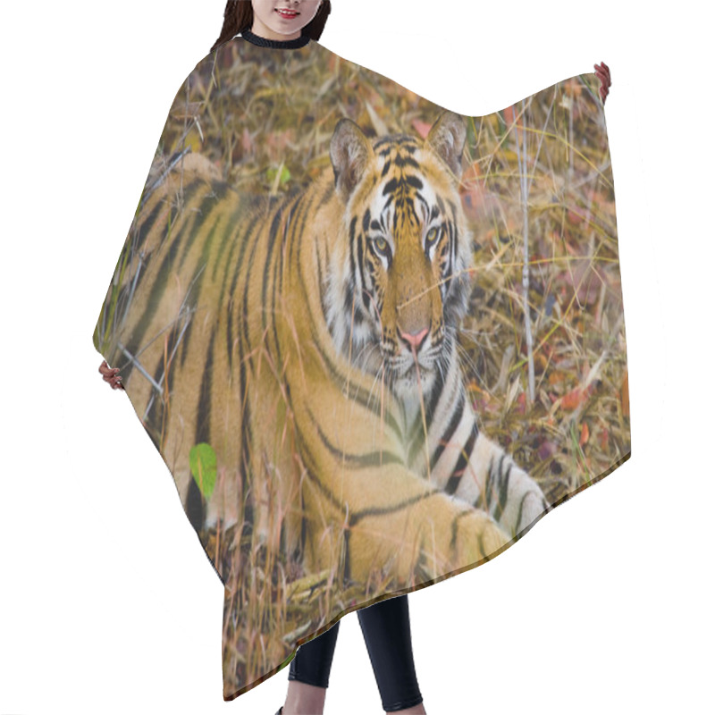 Personality  Wild Tiger Lying Relaxing Hair Cutting Cape