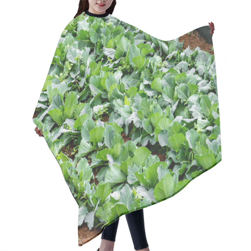 Personality  A Lush Green Field Of Plants Is Covered With A Black Plastic Sheet. The Plants Are Thriving And Growing In The Dirt, Creating A Vibrant And Healthy Scene Hair Cutting Cape