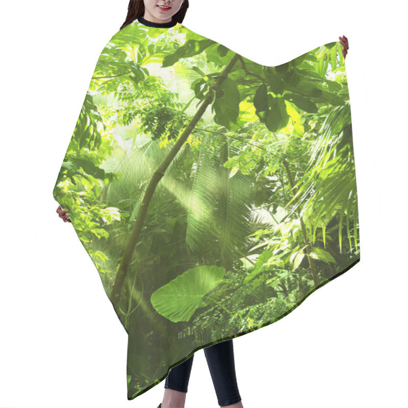 Personality  Tropical Forest, Trees In Sunlight And Rain Hair Cutting Cape