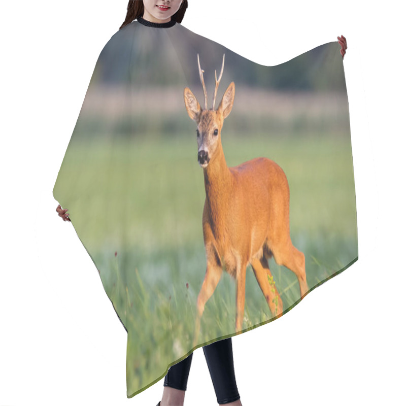 Personality  Roe Deer, Capreolus Capreolus, Buck Walking On Blooming Meadow In Summer At Sunset. Wildlife Scenery With Vivid Colors From Nature. Roebuck In The Wild. Hair Cutting Cape