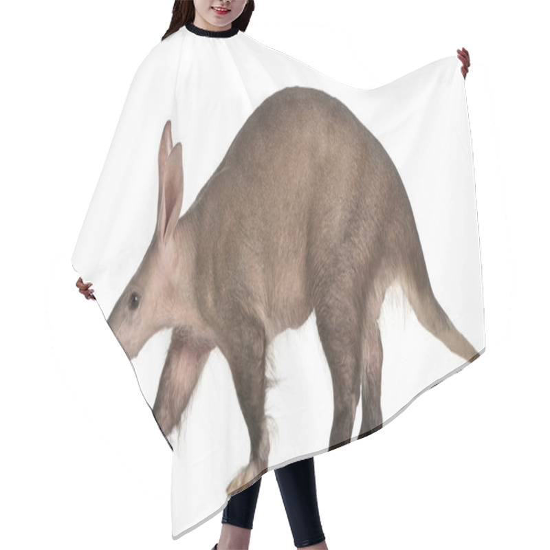 Personality  Aardvark, Orycteropus, 16 Years Old, Standing In Front Of White Background Hair Cutting Cape