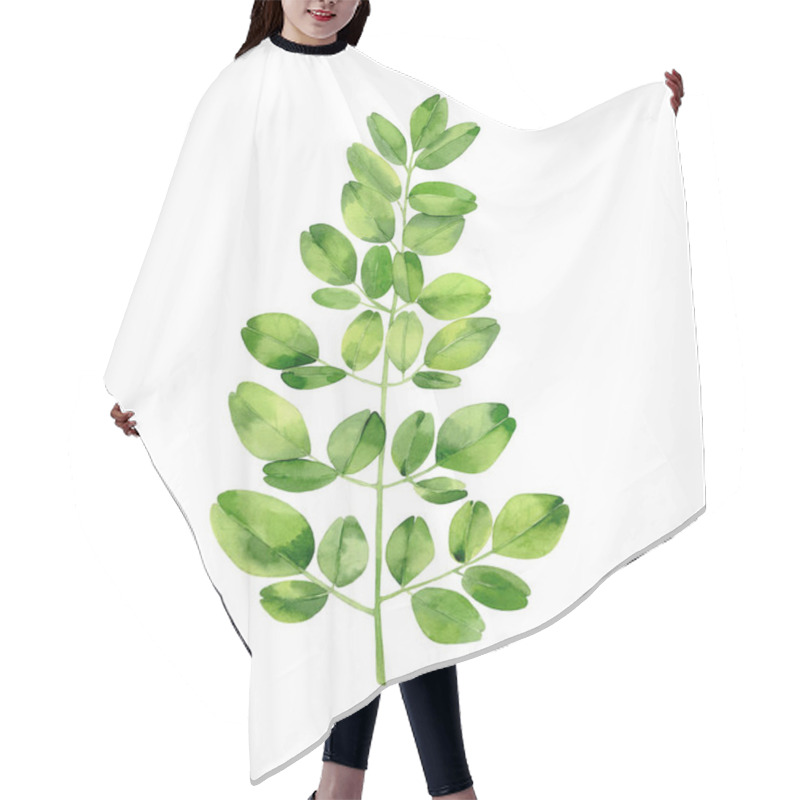 Personality  Moringa Branch. Tropical Tree Foliage. Botanical Art. Watercolour Illustration Isolated On White Background.  Hair Cutting Cape