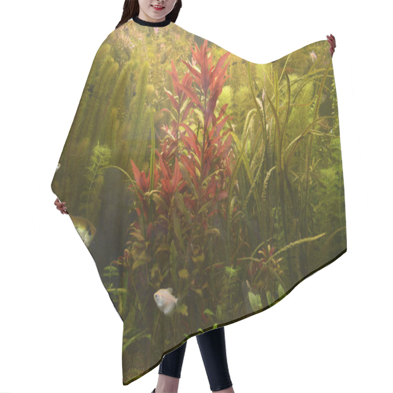 Personality  Green Plants Growing And Pet Fishes Swimming In An Aquarium Hair Cutting Cape