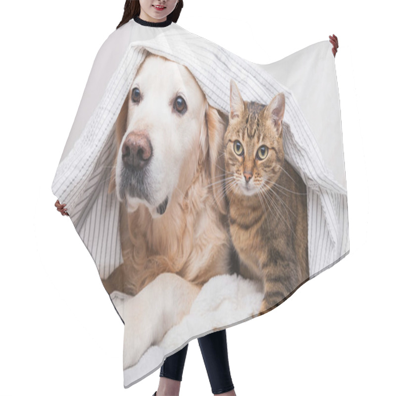 Personality  Happy Young Golden Retriever Dog And Cute Mixed Breed Tabby Cat Under Cozy  Plaid. Animals Warms Under Gray And White Blanket In Cold Winter Weather. Friendship Of Pets. Pets Care Concept. Hair Cutting Cape