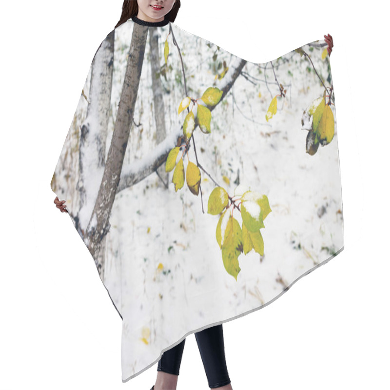 Personality  Cherry Tree In The Garden, The First Snow. Hair Cutting Cape