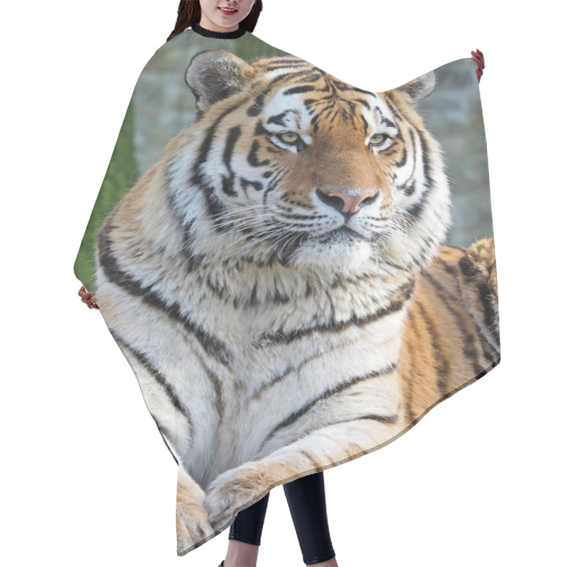 Personality  Beautiful Amur Tiger Hair Cutting Cape