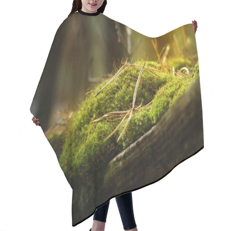 Personality  Moss In Forest Under Sunrays Hair Cutting Cape