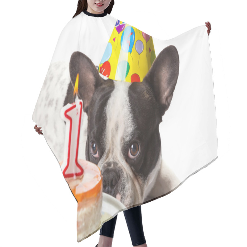 Personality  French Bulldog On His First Birthday Hair Cutting Cape