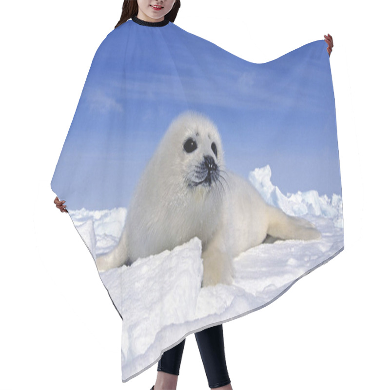 Personality  Harp Seal, Pagophilus Groenlandicus, Pup Standng On Icefield, Magdalena Islands In Canada    Hair Cutting Cape