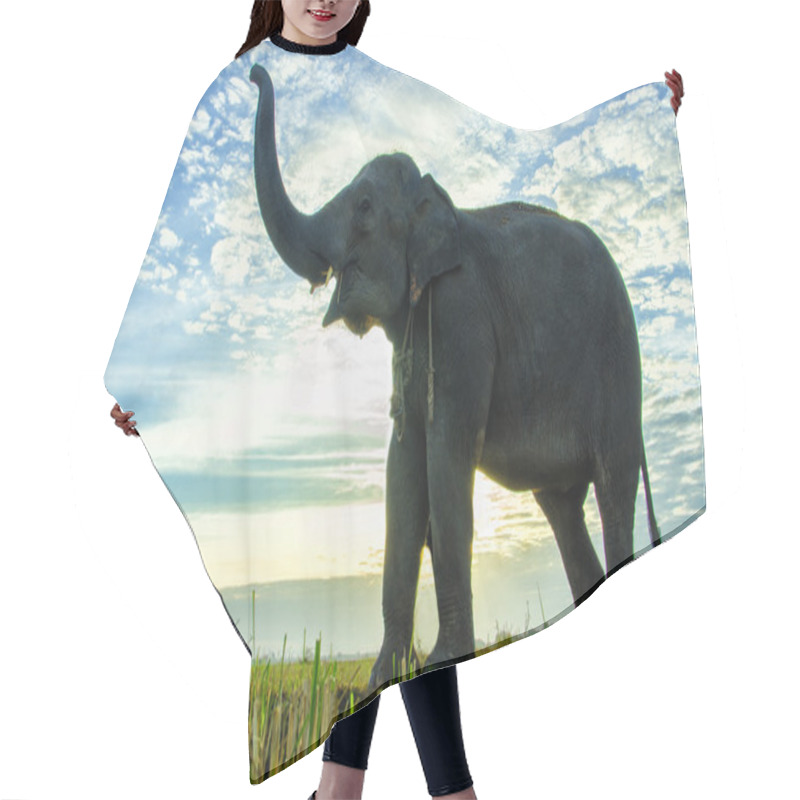 Personality  An Elephant With The Blue Sky Hair Cutting Cape