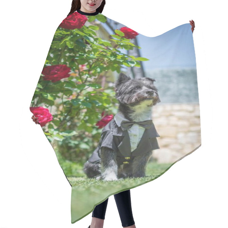 Personality  A Vertical Shot Of A Cute Yorkshire Terrier Standing Near The Roses Hair Cutting Cape