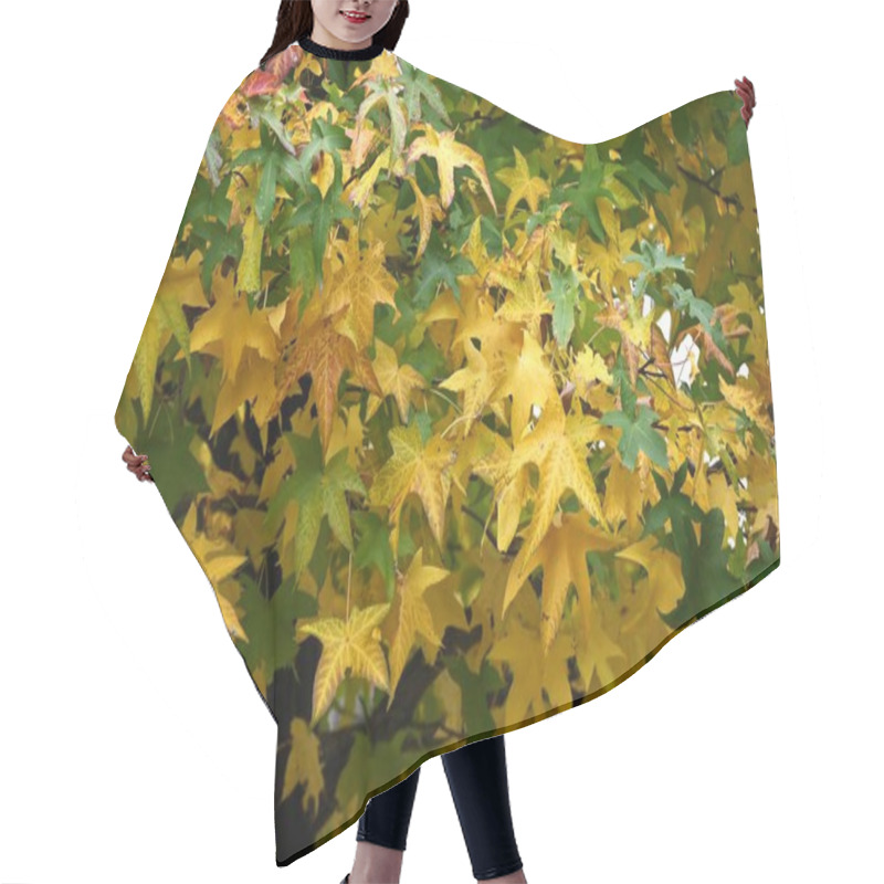 Personality  American Sweetgum (Liquidambar Styraciflua) Autumn Leaves. Altingiaceae Deciduous Tree Native To North America. Its Vivid Autumn Leaves Make It A Popular Street Tree. Hair Cutting Cape