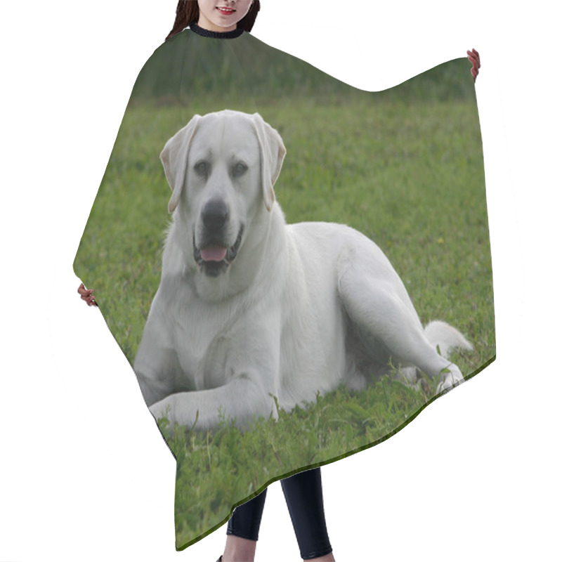 Personality  Labrador Retriever Hair Cutting Cape