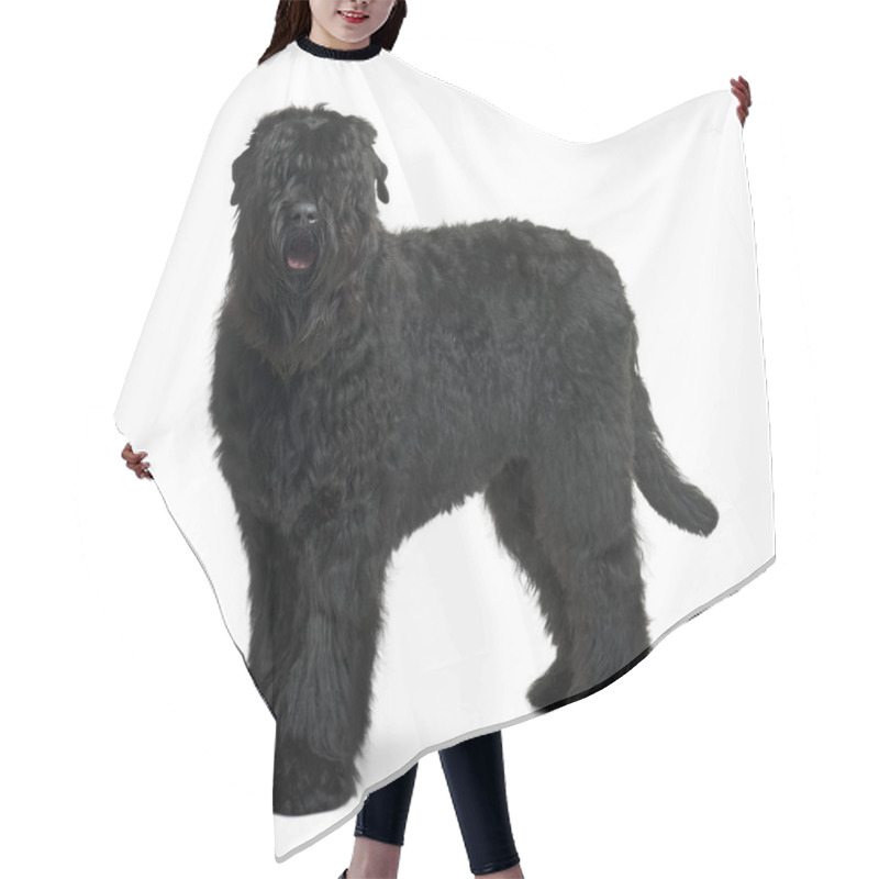 Personality  Black Russian Terrier, 15 Months Old, Standing In Front Of White Background Hair Cutting Cape