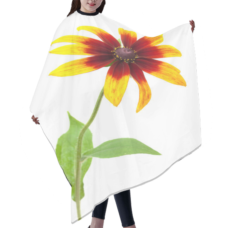 Personality  Rudbeckia Hirta Var Angustifolia Black-eyed Susan Hair Cutting Cape