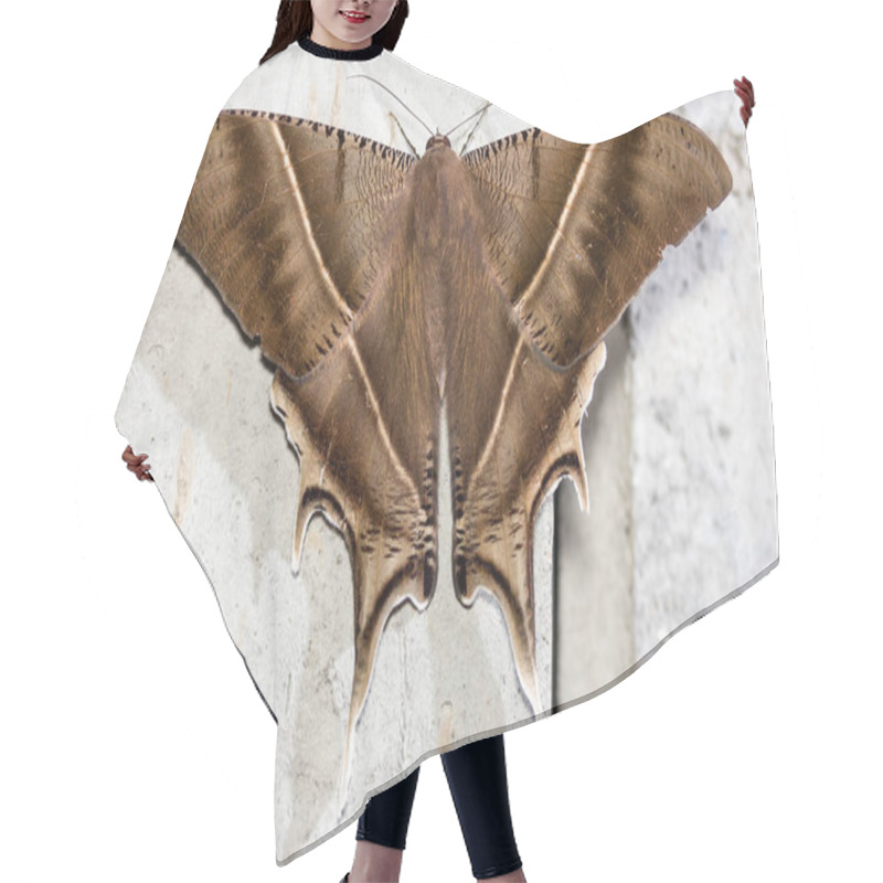 Personality  Close Up Healthy And Beautiful Brown Moth Reasting On Cement Wall Hair Cutting Cape