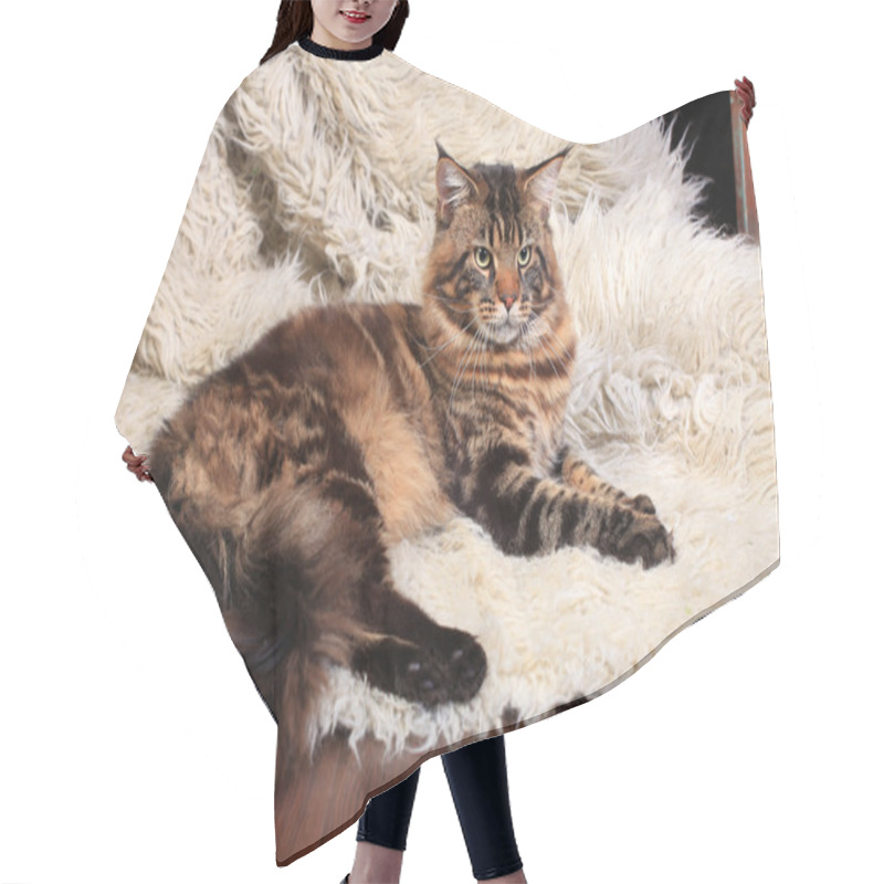 Personality  Brown Tabby Maine Coon Hair Cutting Cape