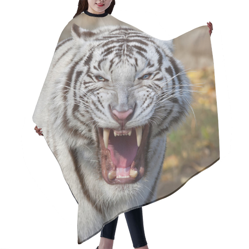 Personality  The Grin Of A White Bengal Tiger. Hair Cutting Cape