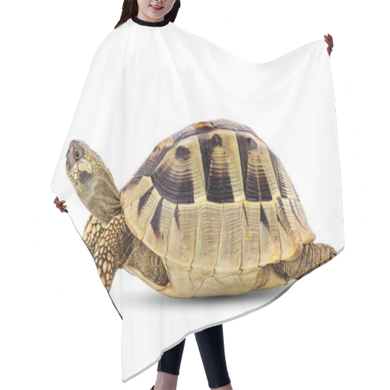 Personality  Turtle Reptile Wildlife Animal Isolated On A White Background With Clipping Path. Hair Cutting Cape