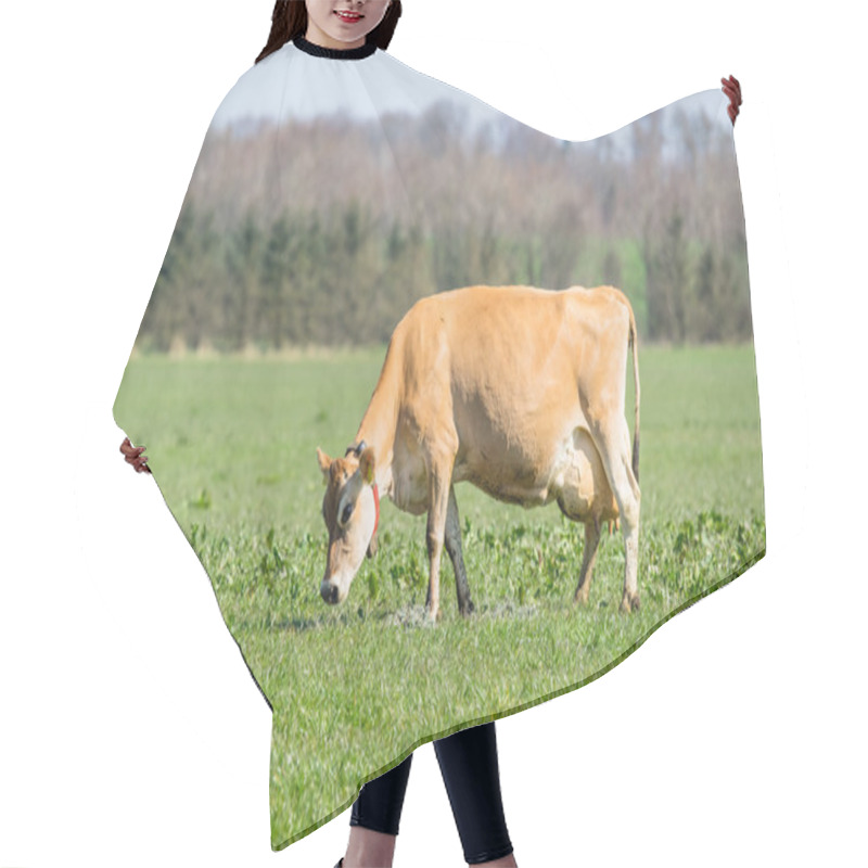 Personality  Jersey Cow Frazing On A Field Hair Cutting Cape