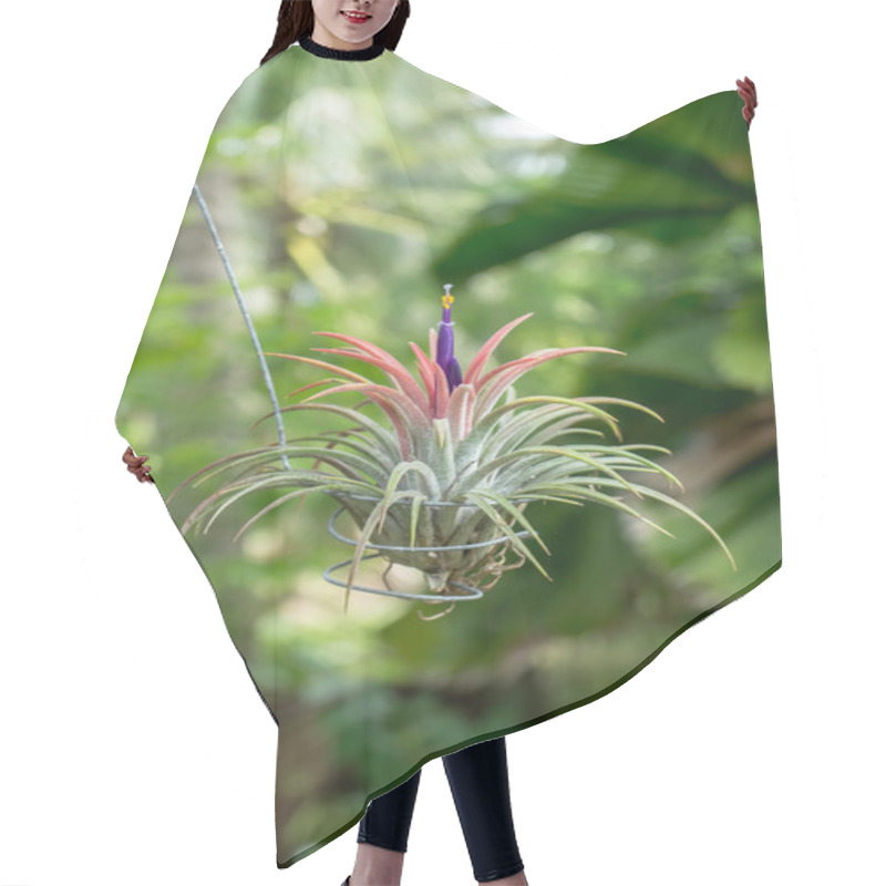 Personality  Tillandsia With Violet Flower.  Hair Cutting Cape