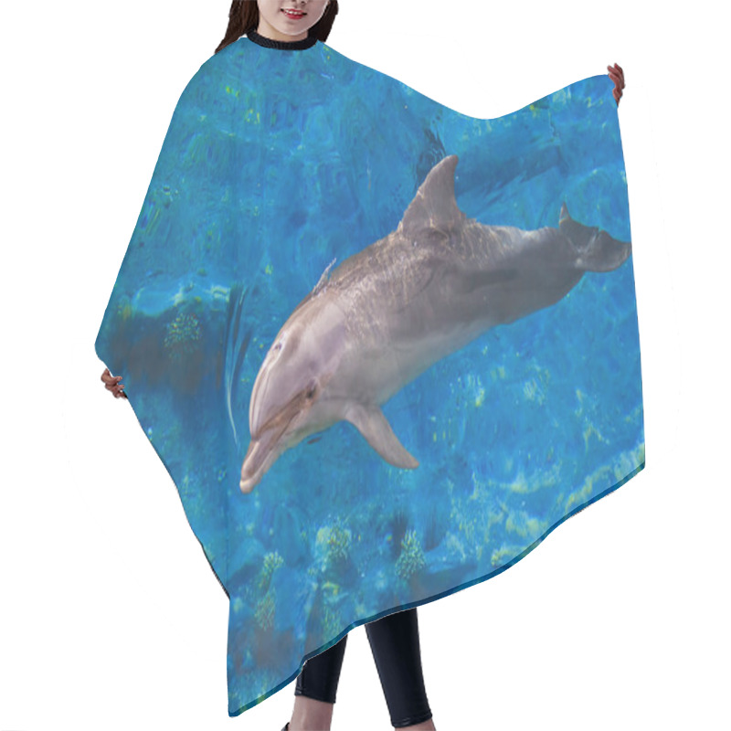 Personality  The Yong Bottlenose Dolphin Is Swimming In Red Sea Hair Cutting Cape