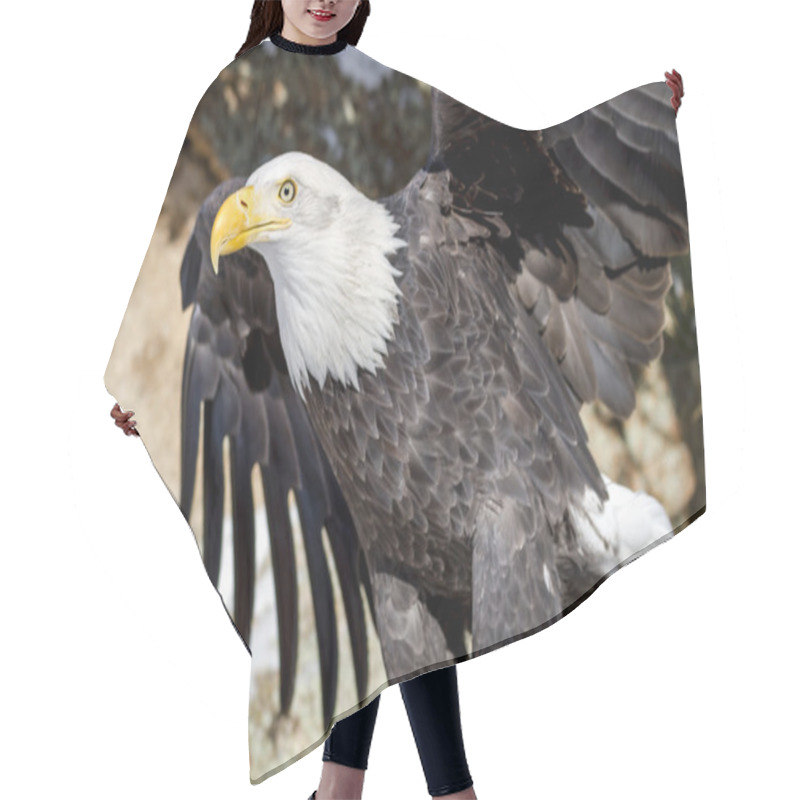 Personality  Bald Eagle On Sunny Winter Day Hair Cutting Cape