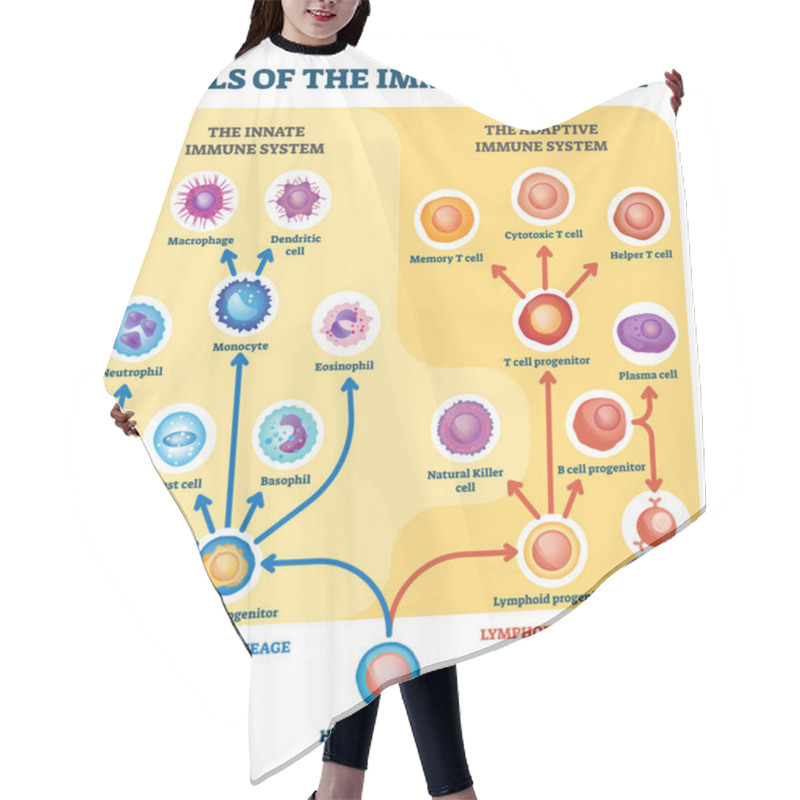 Personality  Immune System Cells Vector Illustration. Labeled Educational Division Scheme. Hair Cutting Cape