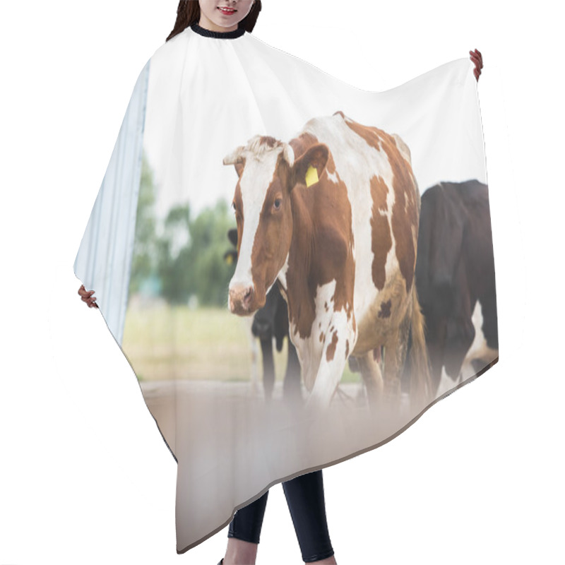 Personality  Selective Focus Of Cow With Brown And White Spots On Dairy Farm Hair Cutting Cape