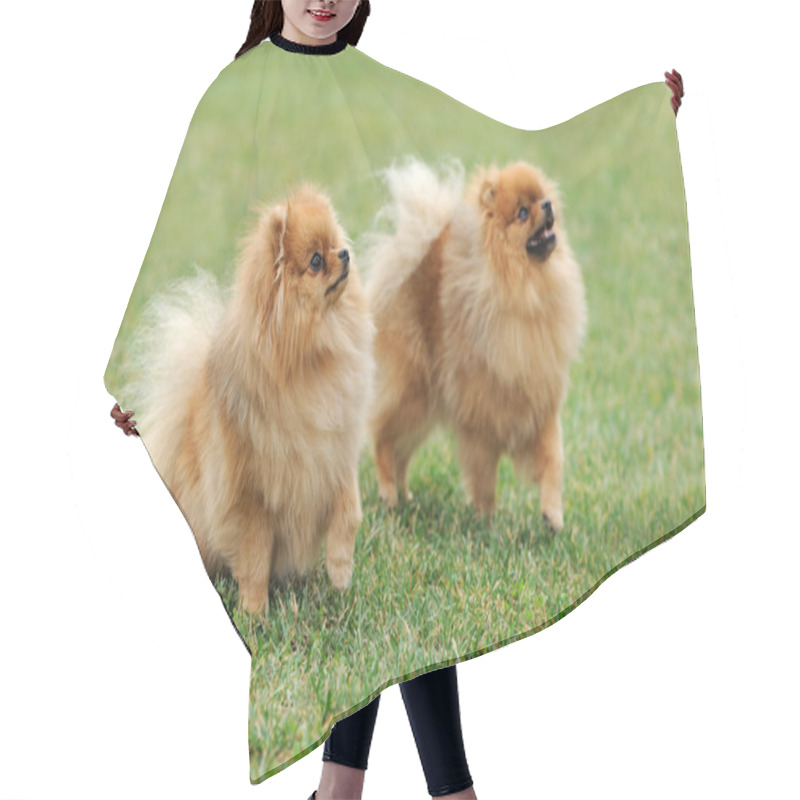 Personality  Brown Pomeranian Dog Hair Cutting Cape