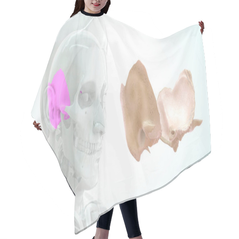 Personality  Human  Bone Anatomy 3d Illustration Hair Cutting Cape