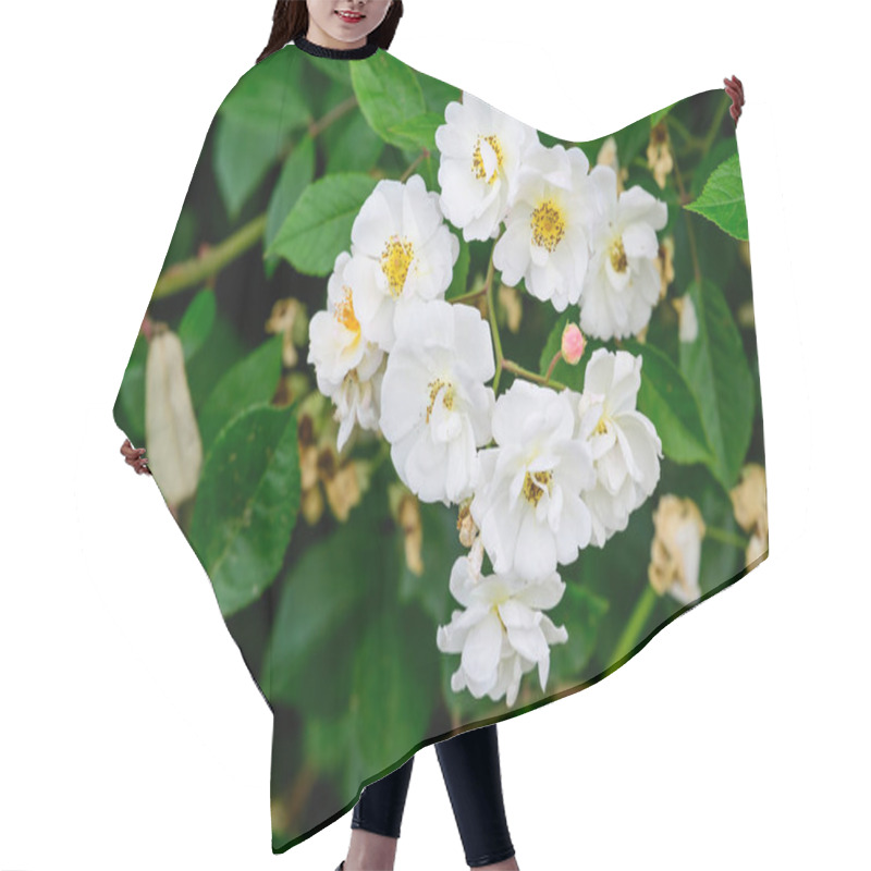 Personality  Large Green Bush With Fresh Delicate White Roses And Green Leaves In A Garden In A Sunny Summer Day, Beautiful Outdoor Floral Background Hair Cutting Cape