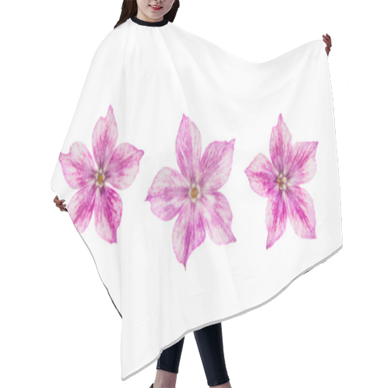 Personality  Phlox Flower Isolated On White Background Hair Cutting Cape